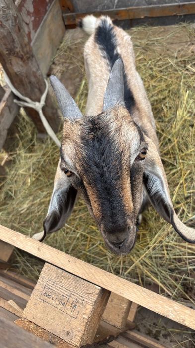 Ешкі козел город алматы