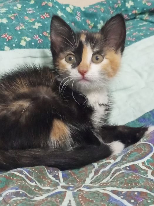 Котенок домашний за  999