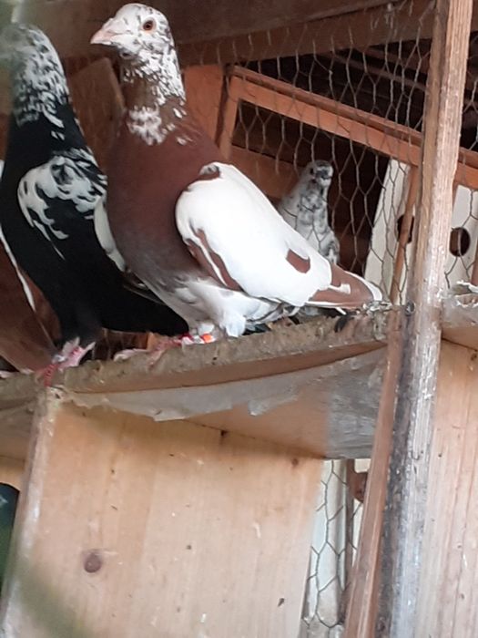 Vand porumbei meulemans