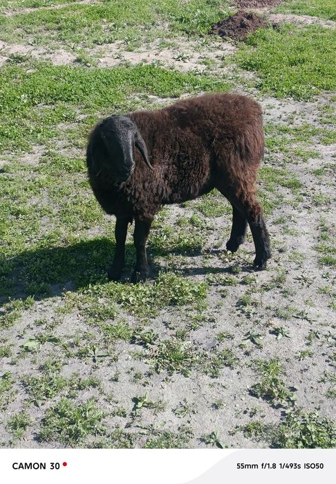 кузи ургочи 8 ойлик сотилади