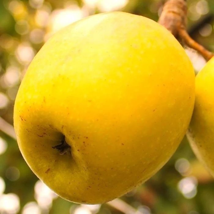 Mar soi limoncela