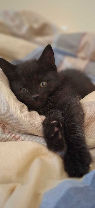 Котенок в добрые руки