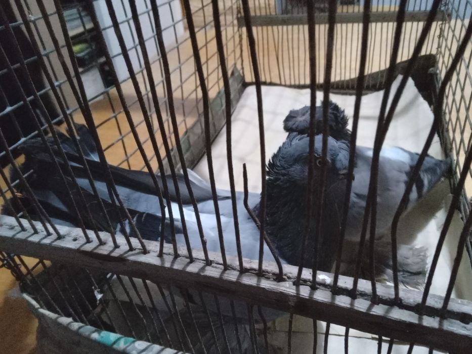 Голуби пара сизых