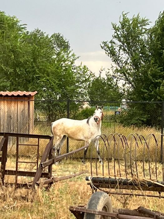 Продается кобылка