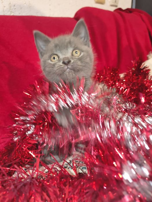 British short hair blue