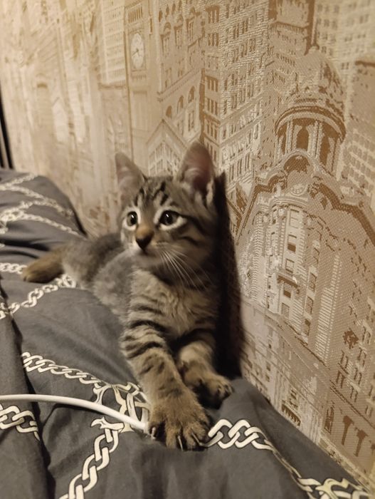 Ласковый котёнок в добрые руки + лоток в подарок