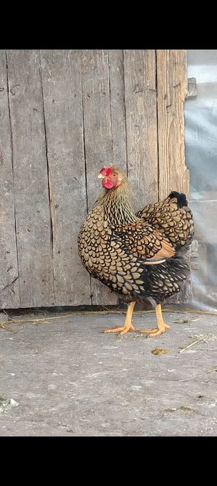Familie wiandote Gsg 5 gaini și un cocoș.