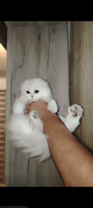 Svarog porno kentavrlar