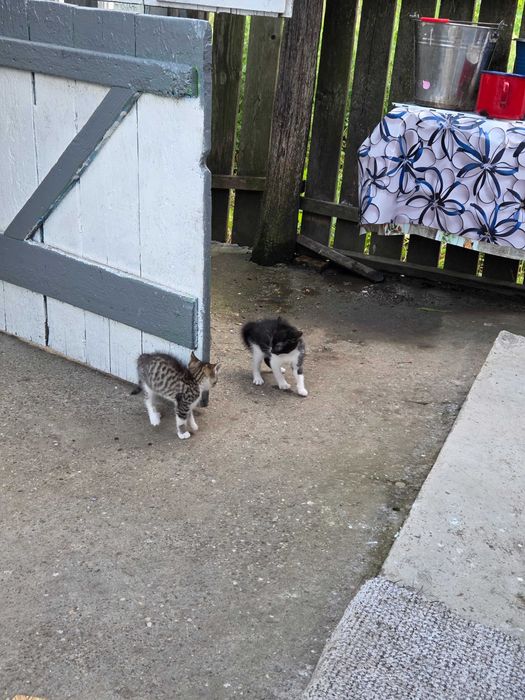 Ofer spre adoptie pui de pisică
