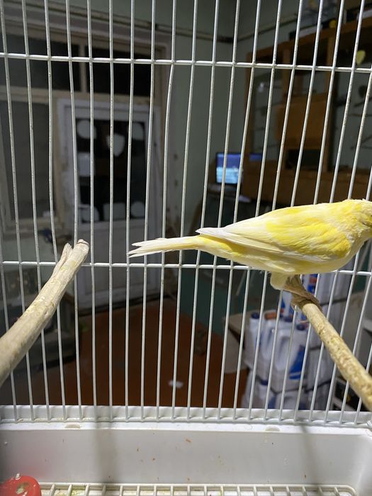 Продам канарейку
