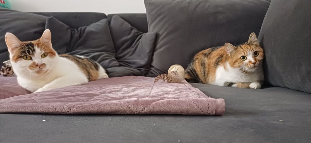 Adopție responsabilă – Ciocârlica își caută ACASĂ