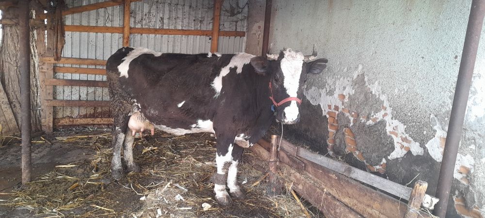 Vând vaca de rasa  baltata