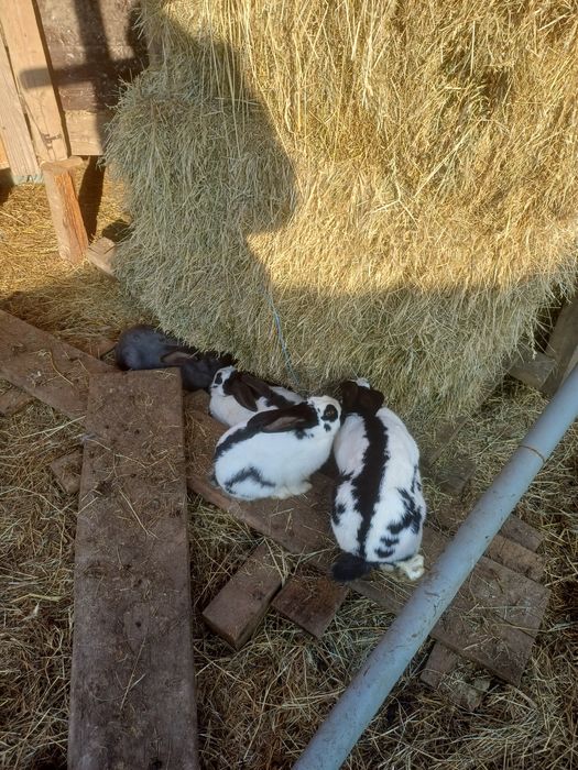 Iepuri fluture german,pui si adulti