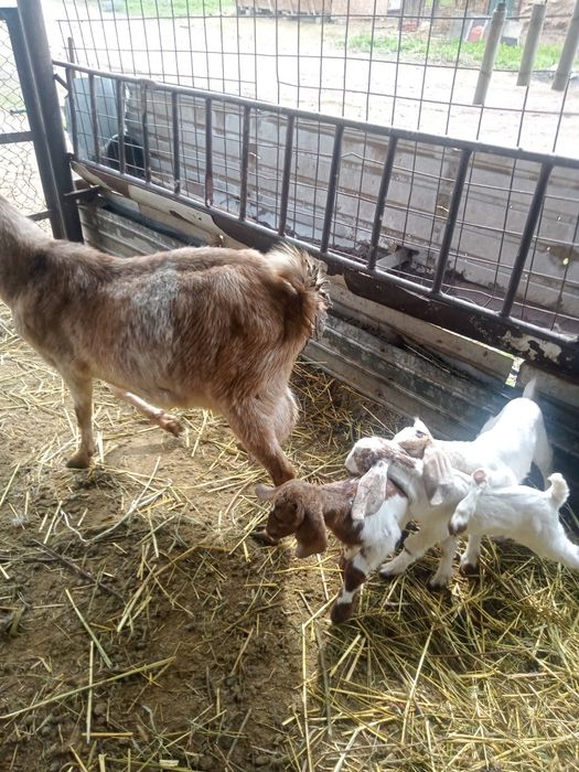 Коза с козлятами