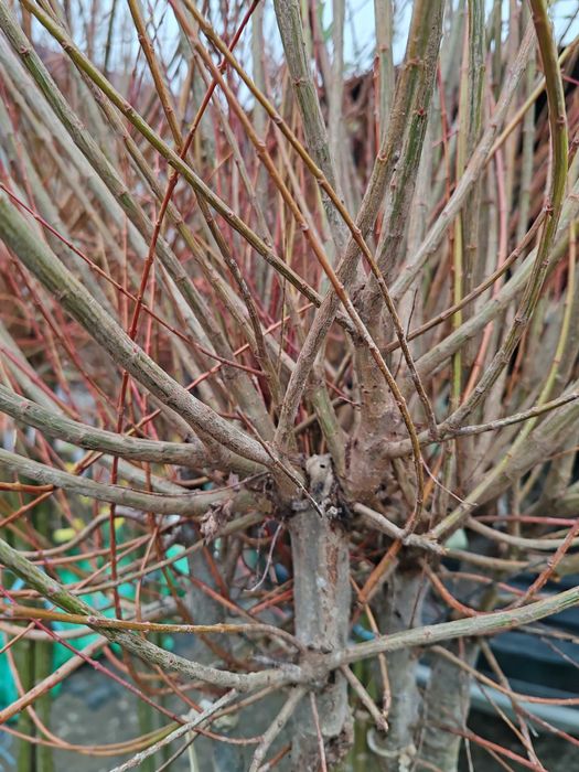 Salcie japoneza și plângătoare cu rădăcină ambalata