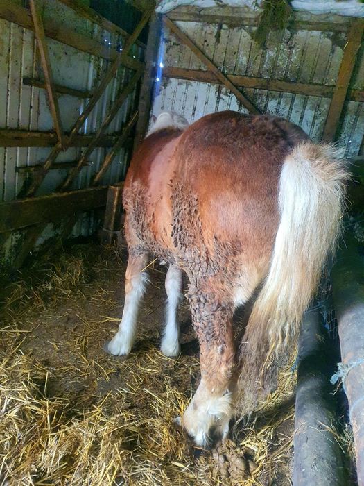 Schimb manza de 9 luni