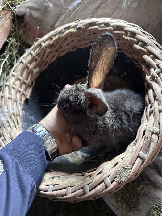 Продам кроликов