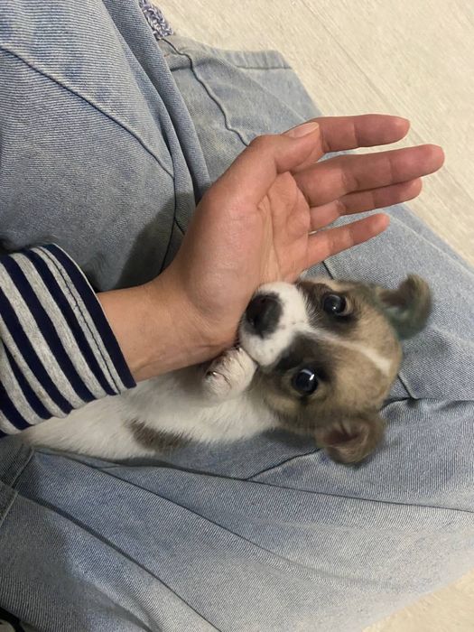 Нашли щенка, девочка, в добрые руки