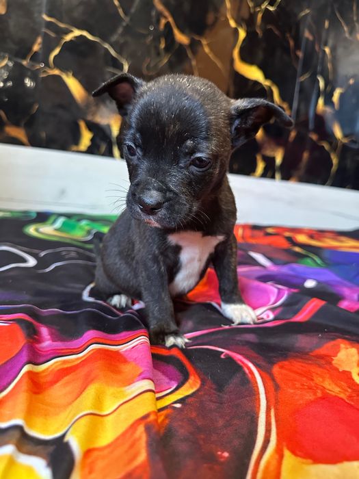 Подарявам кученца