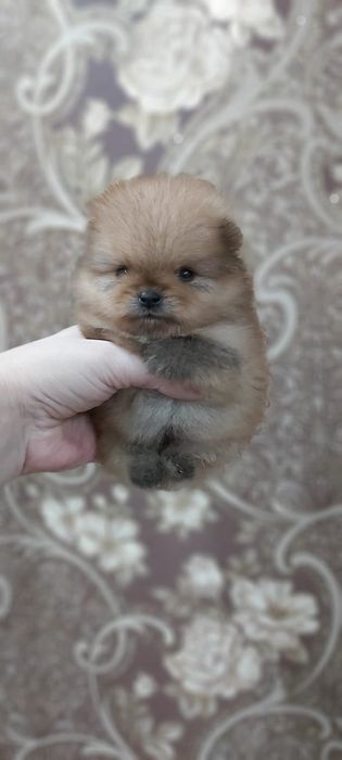 Шпицы щенки готовы к переезду