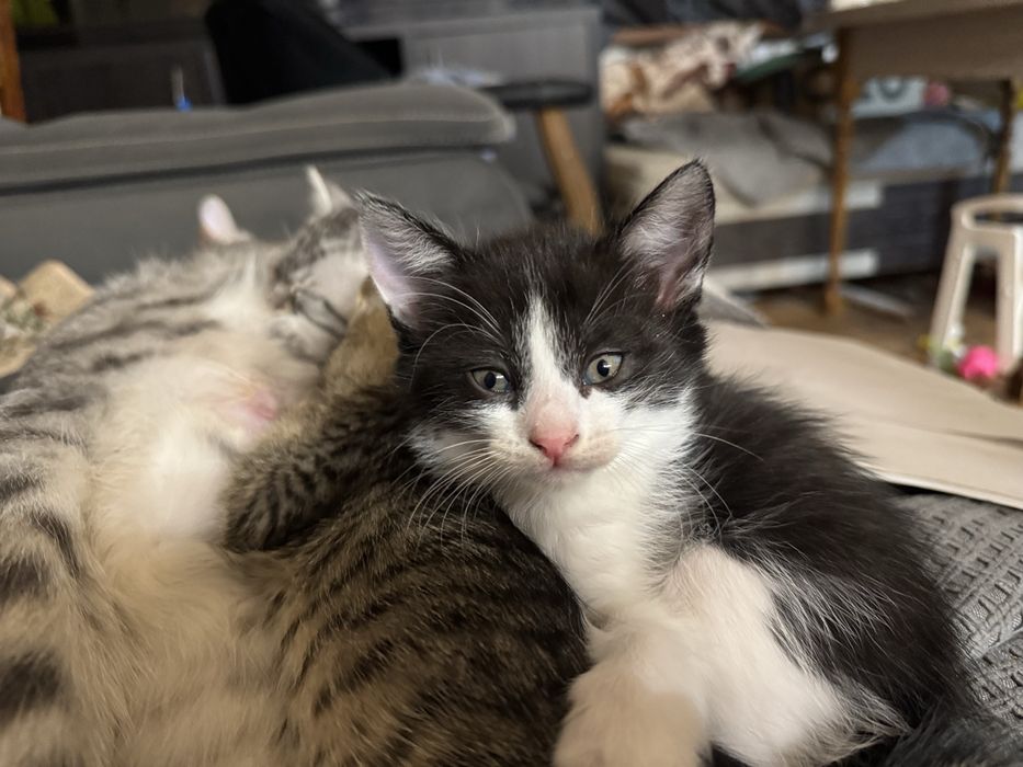 Отдам котят в хорошие руки