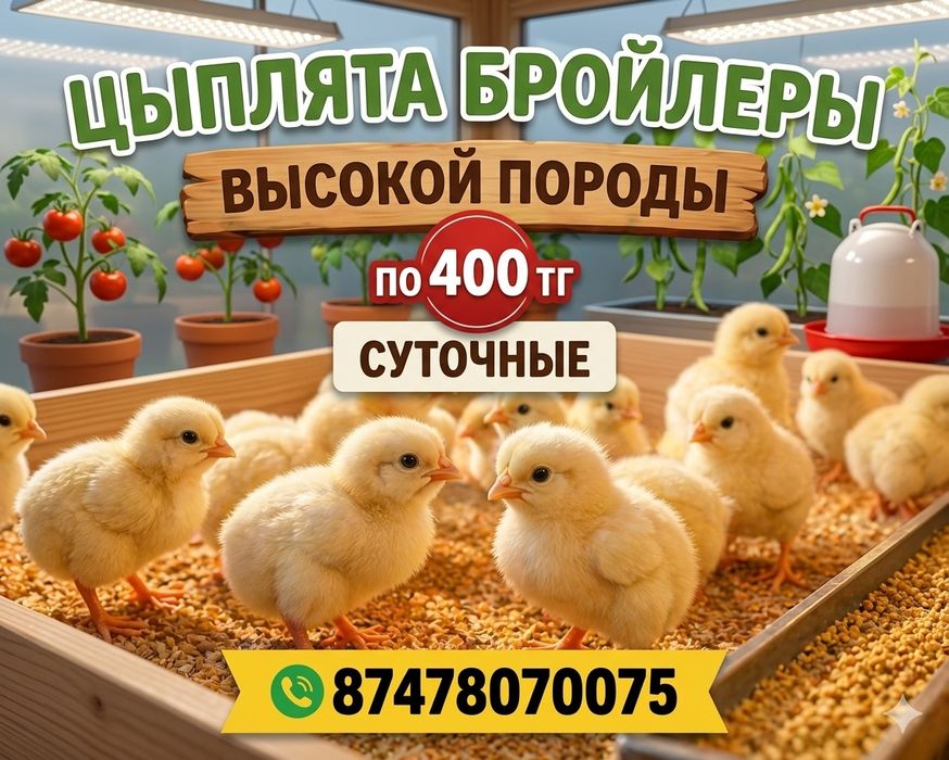 Цыплята бролейров