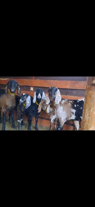 Vând 5iede si 2tapi Anglo Nubian