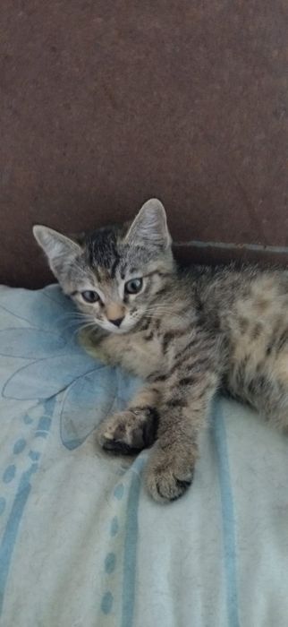 котята бесплатно в хорошие руки