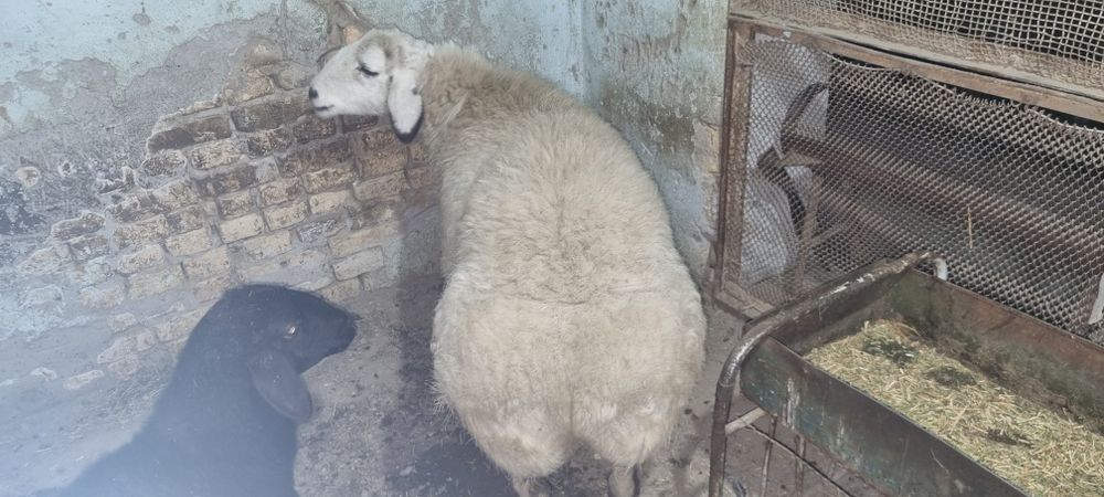 Куй сотилади вес 75кг