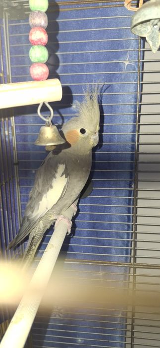 Попугай Корелла )