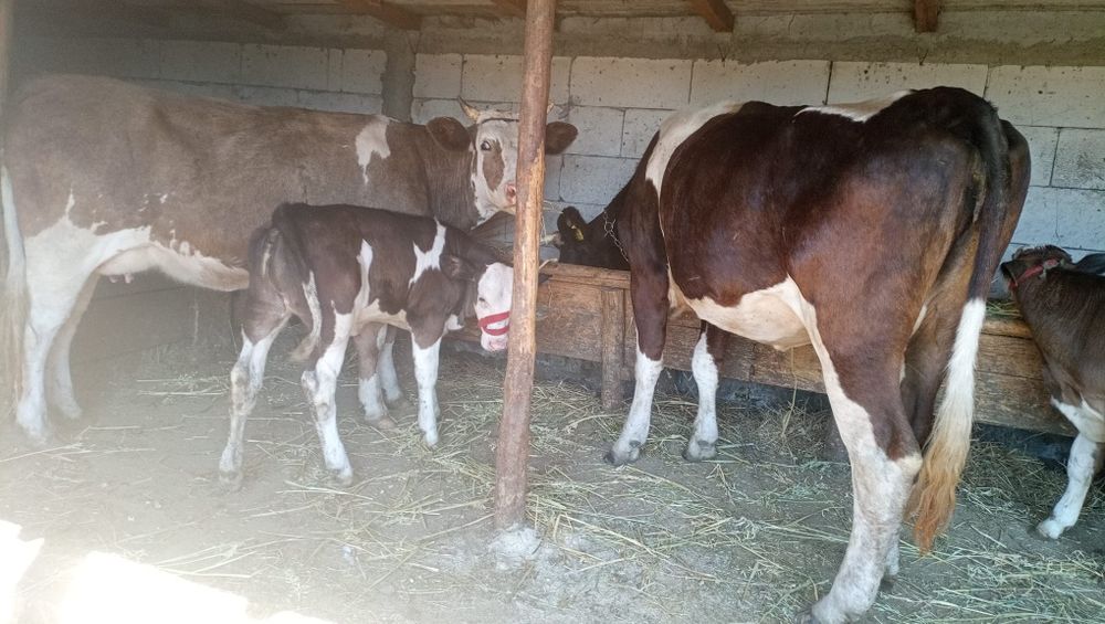 Vând una la alegere s-au ambele