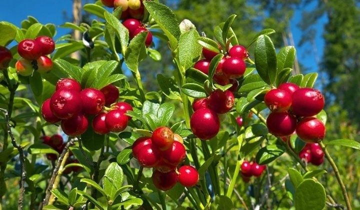 Arbuști Fructiferi (Merișor)