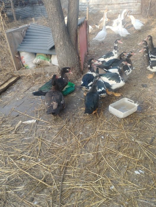 Продам Индоуток.