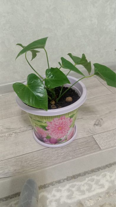 Продам домашние цветы