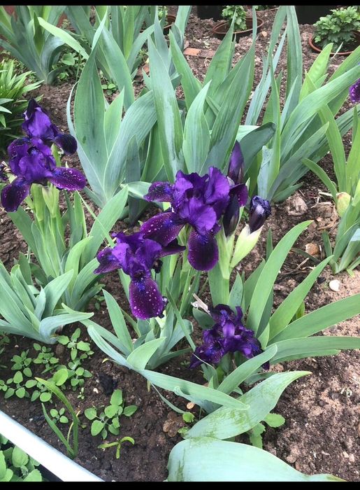 Красивые цветы для вашего сада