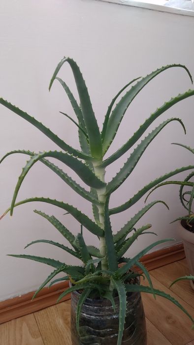 Листья алоэ, столетник 5 лет.