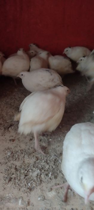 Продам молодок техас