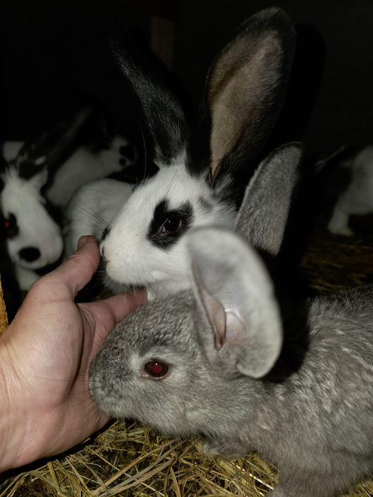 De vânzare,  iepurași si iepuri adulți