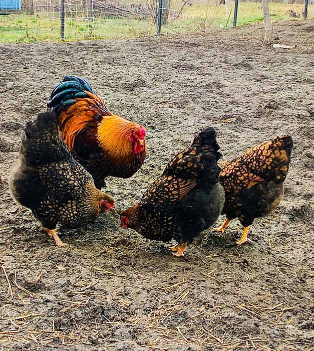 Ouă incubat găini wiandotte si new hampshire