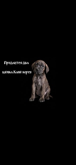 Щенки кане корсо