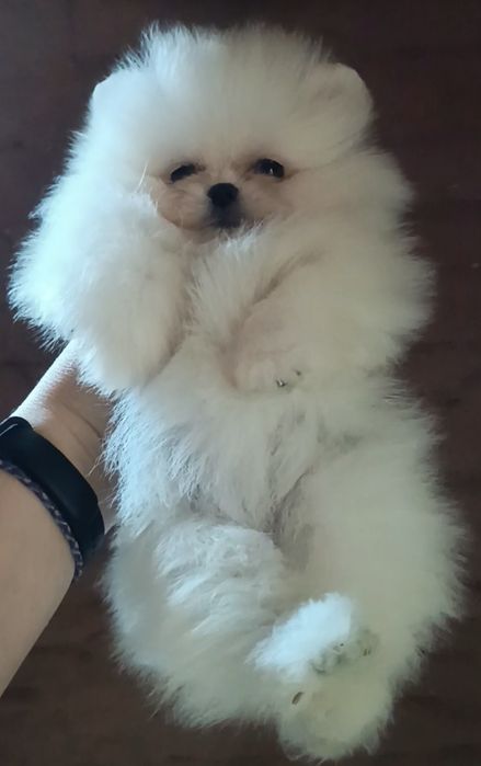 Щенки шпица.девочки