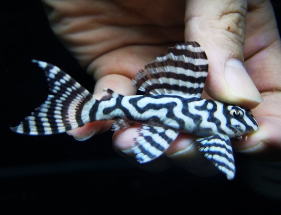 Ancistrus pleco L333