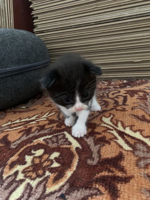 Шотландский веселуха котя