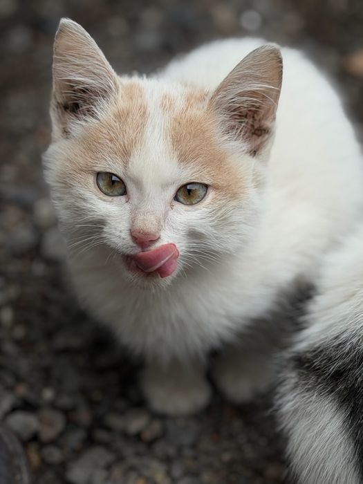 Отдам котят бесплатно