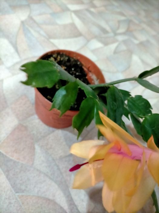 Декабрист (шлюмбергера)