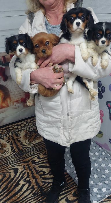 Кавалер кинг чарлз шпаньол.