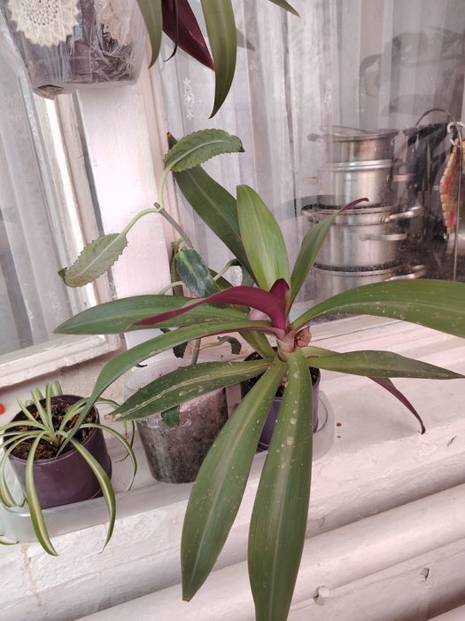 Продаются комнатные цветы