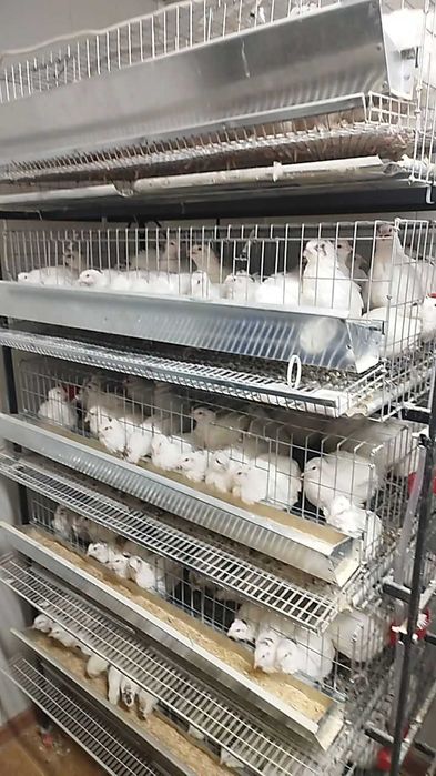 Prepelițe outoare, oua pt consum și incubat! Prepelițe pt sacrificare