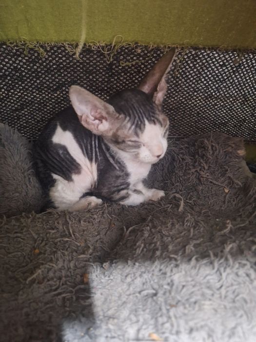 Продам котят породы Сфинкс