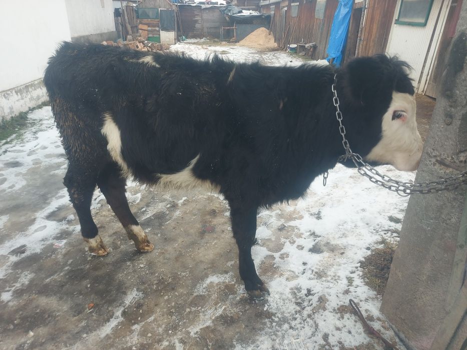 Vând vitea metis fără coarne